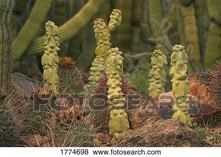 Stock Photo - Variety of cacti. Fotosearch
