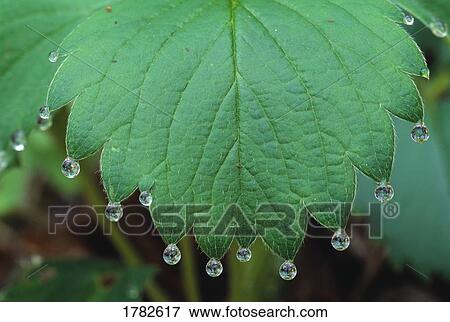 Water droplets hanging from tips of a spring leaf View Large Photo Image Stock Photo - Water droplets hanging from tips of a spring leaf. Fotosearch