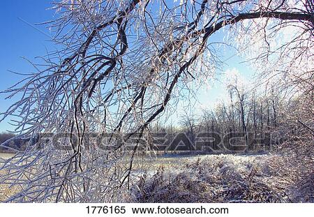 Winter woodland View Large Photo Image Stock Photography - Winter woodland. Fotosearch