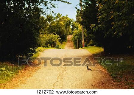 A narrow road View Large Photo Image Stock Image - A narrow road. Fotosearch