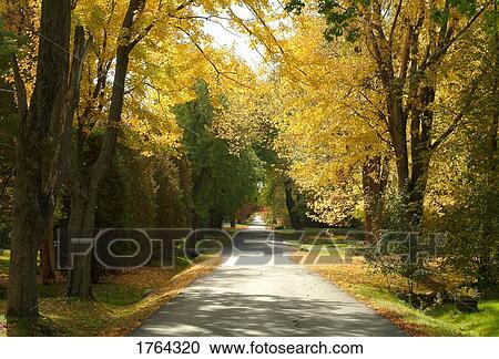 Stock Image - A pathway lined with trees. Fotosearch