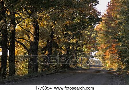 Autumn trees View Large Photo Image Picture - Autumn trees. Fotosearch