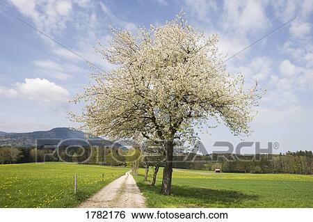 Stock Photograph - Blooming apple tree in springtime. Fotosearch