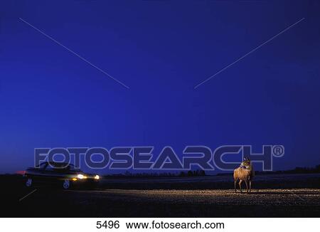 Stock Photograph - Car and deer on road. Fotosearch