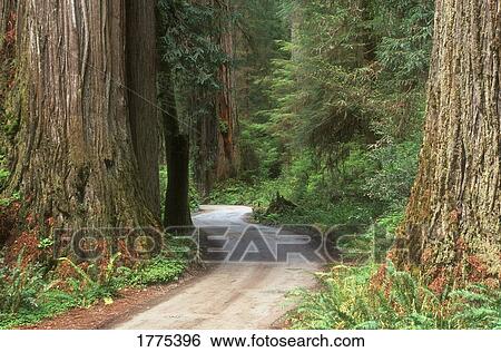 Forest pathway View Large Photo Image Stock Photograph - Forest pathway. Fotosearch