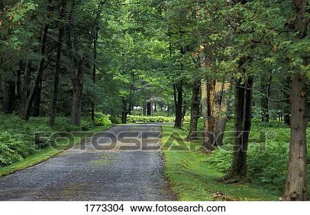 Road in the midst of a forest View Large Photo Image Picture - Road in the midst of a forest. Fotosearch