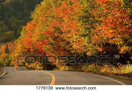 Stock Photo - Trees in autumn. Fotosearch