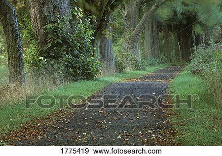Stock Photo - Woodland path. Fotosearch