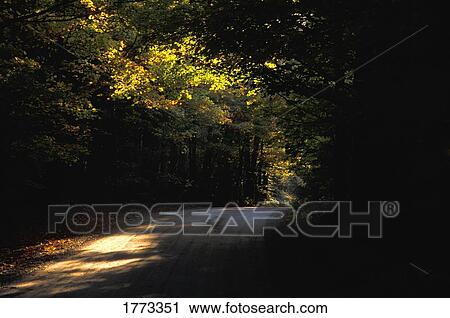 Stock Image - Woodland. Fotosearch