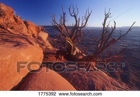 Stock Image - A dead bush. Fotosearch