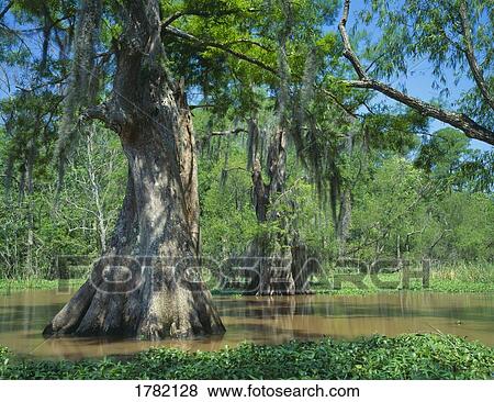 Bald cypress in southern swamp, Louisiana, USA View Large Photo Image Stock Photo - Bald cypress in southern swamp, Louisiana, USA. Fotosearch