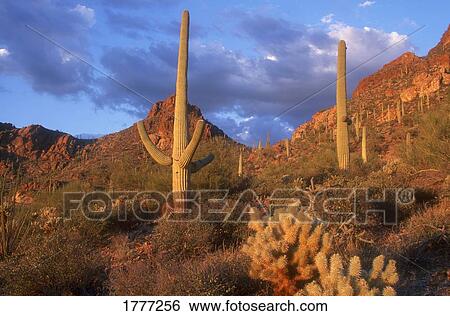 Cacti landscape, Saquaro Cactus National Park Arizona U. S. A. View Large Photo Image Stock Photograph - Cacti landscape, Saquaro Cactus National Park Arizona U. S. A.. Fotosearch