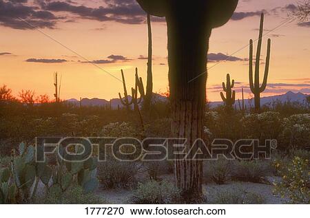 Cacti silhouetted against desert landscape, Saquaro Cactus National Park, Arizona, U. S. A. View Large Photo Image Stock Image - Cacti silhouetted against desert landscape, Saquaro Cactus National Park, Arizona, U. S. A.. Fotosearch