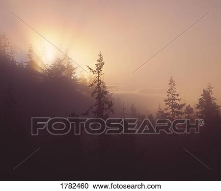 Stock Image - Foggy tree tops at sunrise. Fotosearch