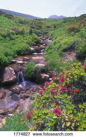 Mountain greenery and river View Large Photo Image Stock Photo - Mountain greenery and river. Fotosearch