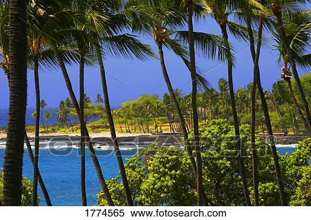 Palm trees in Hawaii View Large Photo Image Stock Photography - Palm trees in Hawaii. Fotosearch