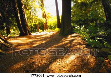 Path in the trees View Large Photo Image Stock Image - Path in the trees. Fotosearch