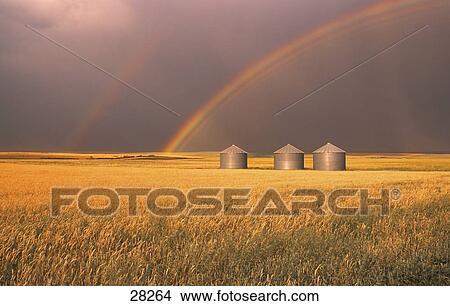 Rainbow over wheat field View Large Photo Image Picture - Rainbow over wheat field. Fotosearch