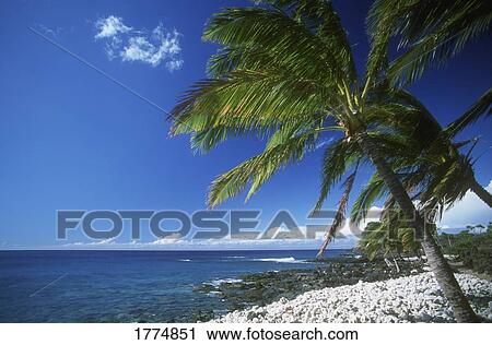 Stock Image - Tropical palm trees. Fotosearch