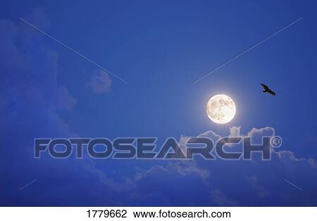 Stock Image - A bird in the sky. Fotosearch