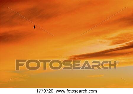 A bird in the sunset View Large Photo Image Stock Image - A bird in the sunset. Fotosearch