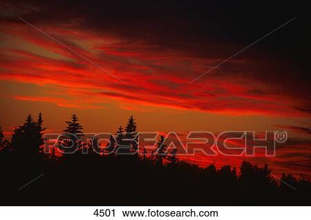 Stock Image - Red sunset with tree line. Fotosearch