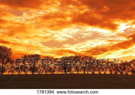 Row of trees View Large Photo Image Picture - Row of trees. Fotosearch