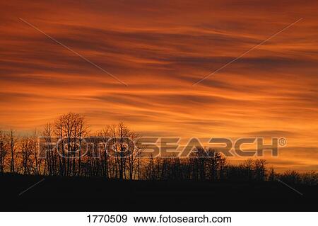 Stock Photo - Silhouette of trees against sunset. Fotosearch