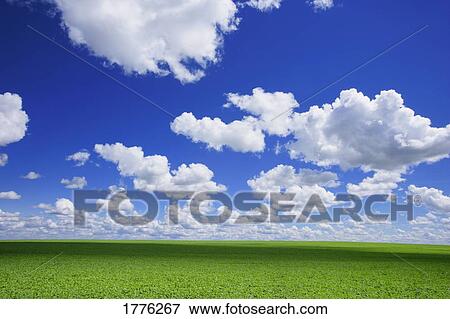 White clouds in the sky and green meadow View Large Photo Image Stock Photo - White clouds in the sky and green meadow. Fotosearch