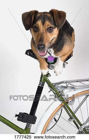 A dog on a bicycle seat View Large Photo Image Stock Photography - A dog on a bicycle seat. Fotosearch
