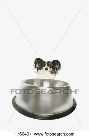 Stock Photo - A hungry dog. Fotosearch