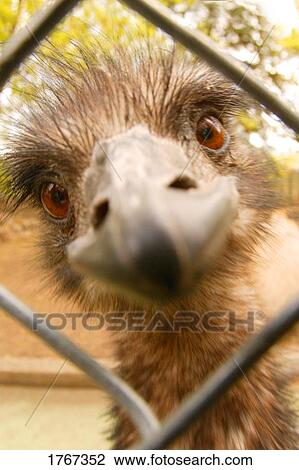 A strange look View Large Photo Image Stock Image - A strange look. Fotosearch