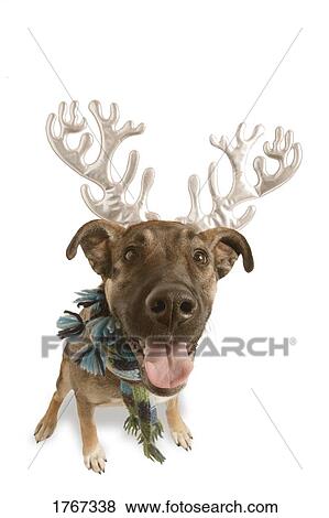 Stock Photo - Dog with antlers. Fotosearch