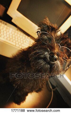 Dog with glasses at computer View Large Photo Image Stock Photo - Dog with glasses at computer. Fotosearch