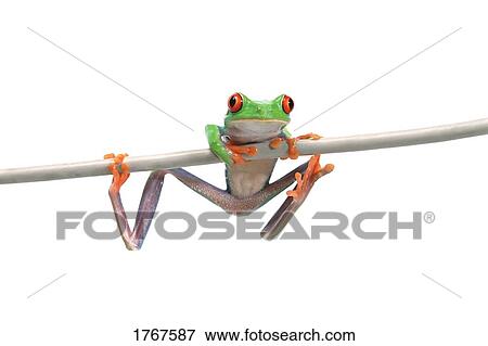 Frog hanging in there View Large Photo Image Stock Photo - Frog hanging in there. Fotosearch