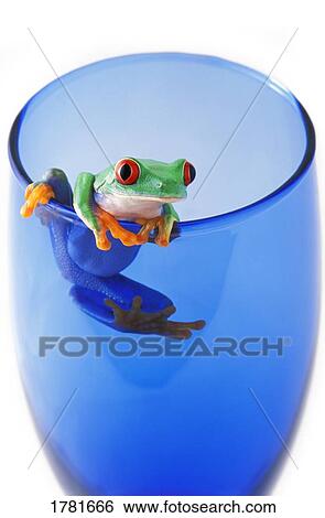 Frog in a cup View Large Photo Image Stock Photograph - Frog in a cup. Fotosearch