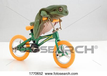 Frog on a bicycle View Large Photo Image Stock Image - Frog on a bicycle. Fotosearch