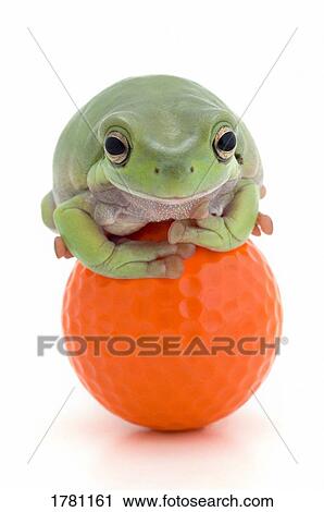 Frog on a golf ball View Large Photo Image Stock Image - Frog on a golf ball. Fotosearch