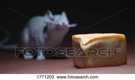 Piece of cheese with rodent in background View Large Photo Image Stock Image - Piece of cheese with rodent in background. Fotosearch