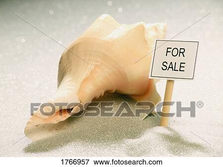 Seashell for sale View Large Photo Image Stock Photo - Seashell for sale. Fotosearch