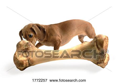 Stock Photo - Small dog with a large bone. Fotosearch