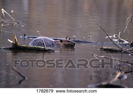 Stock Photo - A beaver approaches its lodge through shallow pond. Fotosearch