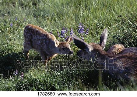Stock Image - A black tailed fawn and doe touch noses in a meadow. Fotosearch