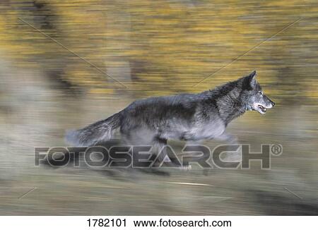 A black wolf on the run View Large Photo Image Stock Image - A black wolf on the run. Fotosearch