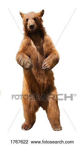 Stock Image - A brown bear. Fotosearch