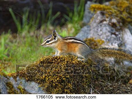Stock Photography - A chipmunk. Fotosearch