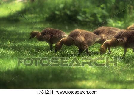 Stock Image - A group of goslings. Fotosearch