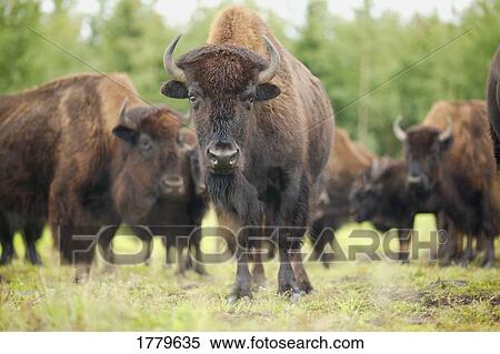 Stock Photography - A herd of bison. Fotosearch