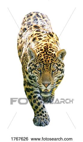 Stock Photograph - A leopard on the prowl. Fotosearch