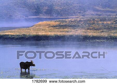 A moose in river View Large Photo Image Stock Photo - A moose in river. Fotosearch